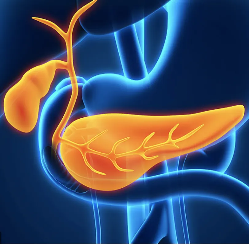 Illustration of the gallbladder, bile ducts and pancreas